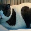 Heart Cat