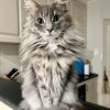 Adopted Cat