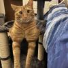 Hangin Out Cat