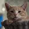Camping Cat