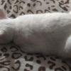 Meow