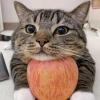 Apple Cat