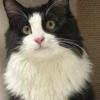 Happy Cat