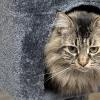 House Cat