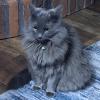 Annoyed Cat