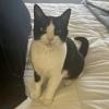 Hotel Cat