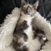 Adorable Cat