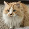 16yo Cat
