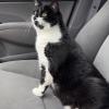 Fat Cat