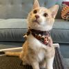 Bandana Cat