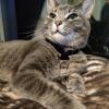 Indoor Cat