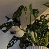 Monstera Cat