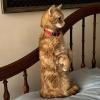 Dirty Cat