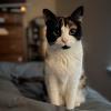 Glamour Cat