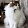 Floof