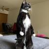 Standing Cat
