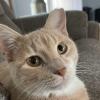 Cat 3