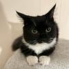 Cat 2