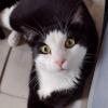 3yo Cat