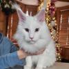 Maine Coon
