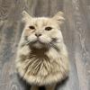 TV Cat