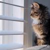 Watching Cat
