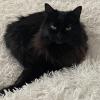 House Cat