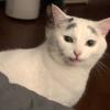 Eyebrow Cat