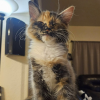 Pepper