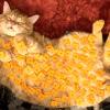 Cheeto Cat