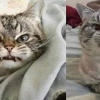 Attitude Cat 2