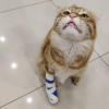 Cat ER