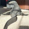 Lizard King