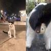 Ying Yang Cat