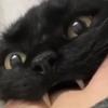 Cat Bite