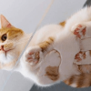 Cat Beans