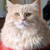 Gary Cat