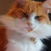 Jowl Cat