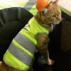 Hi-Vis Cat