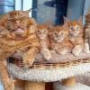 Dad Cat Naptime