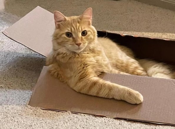 Box Cat 1