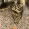 Truffle Cat