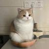 Pan Cat