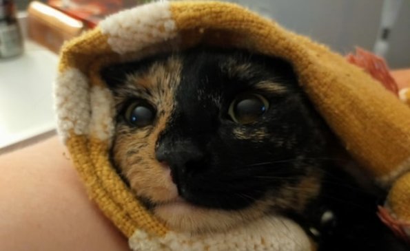 Pickles Cat