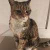 Cat 23yo