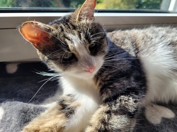 Freya Cat