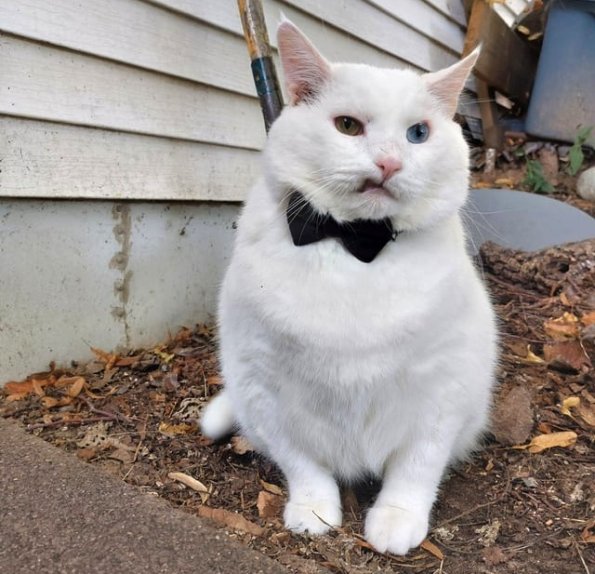 Elvis Cat