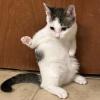 Judo Cat 1