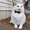 Elvis Cat