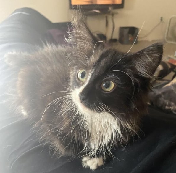Fuzzy Cat